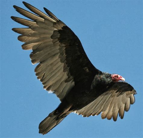 Animals of the world: Red-headed Vulture