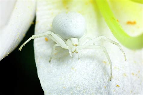 Flower Crab Spider Photograph by Dr Jeremy Burgess/science Photo Library | Pixels