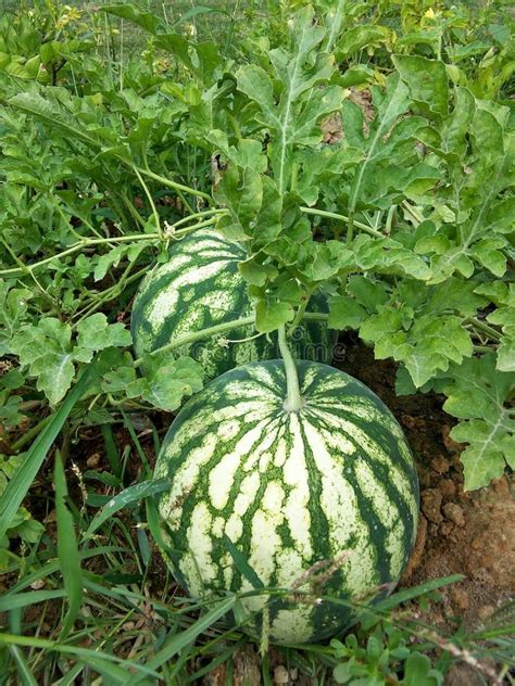 Fresh Watermelon field stock image. Image of ripe, crop - 143249427