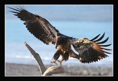 Juvenile Bald Eagle Wingspan