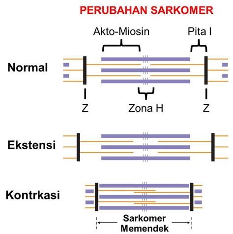 BIO FUN LEARNING: MEKANISME KONTRAKSI OTOT