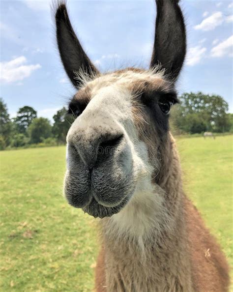 Close up of a llama face stock image. Image of nature - 126172441