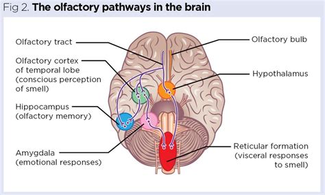 Olfactory Cortex