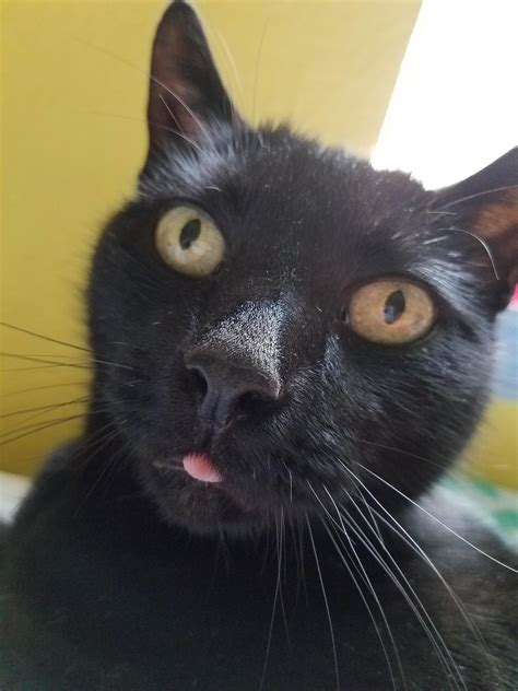 Slightly confused blep - Meow Moe | Cute black cats, Kitten images, Cat obsession