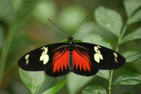 Passion flower butterfly by steppelandstock on DeviantArt