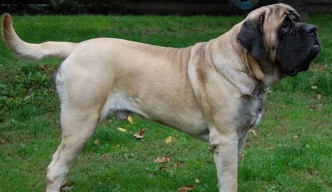 English Mastiff Growth Chart: Male And Female Weight & Height - Fuzzy ...