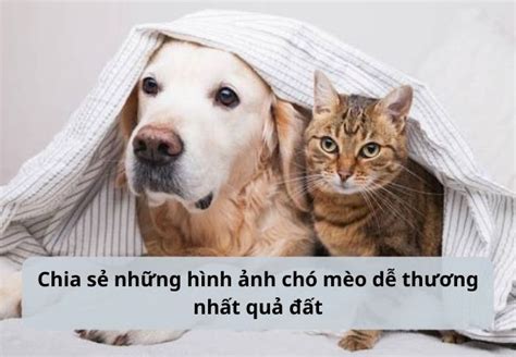 Tổng hợp những hình ảnh chó mèo dễ thương đáng yêu nhất