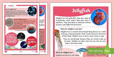 Jellyfish Facts | KS1 Jellyfish Fact File (teacher made)