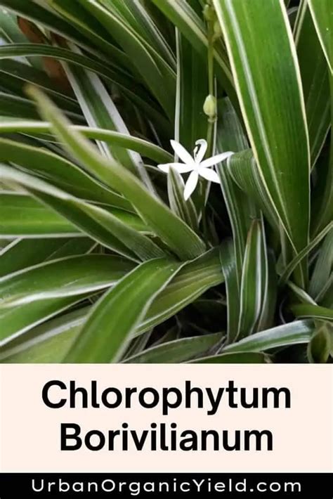 11 Varieties Of Chlorophytum Plants (Spider Plants) | UrbanOrganicYield.com