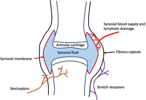 Diagram of a synovial joint. A synovial joint consists of two... | Download Scientific Diagram