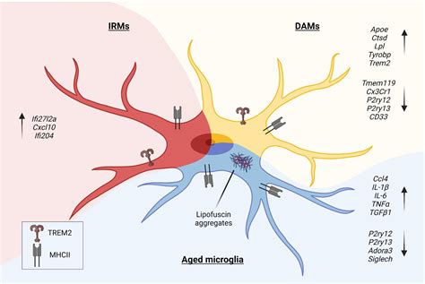 Frontiers | Microglia in Neuroinflammation and Neurodegeneration: From ...