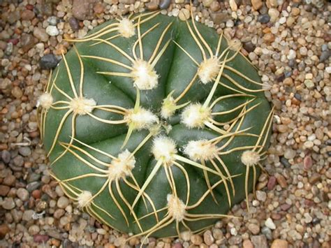 Gymnocalycium denudatum - Spider Cactus | World of Succulents