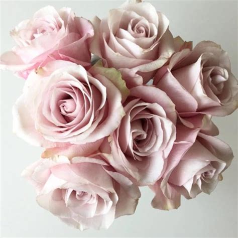 Pink Secret Garden Roses | DIY Wedding Flowers | Flower Moxie