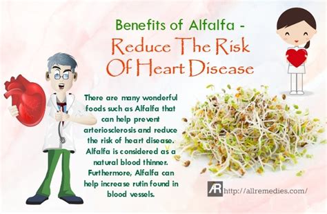 15 Benefits Of Alfalfa Sprouts And Leaf