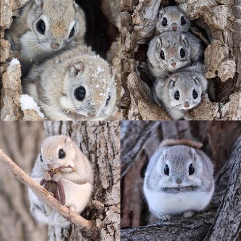 Japanese dwarf flying squirrel- I think these will never get old they are the cutest! | Japanese ...