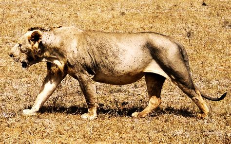 Tsavo Man-eaters did not Eat 135 People - Kenya Geographic