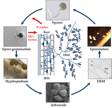 The Role of the Mycorrhizal Symbiosis in Nutrient Uptake of Plants and ...