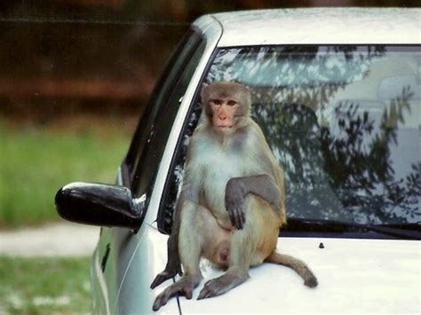 The Silver Springs monkeys - International Primate Protection League