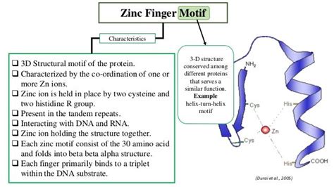 Zinc Finger Nuclease.