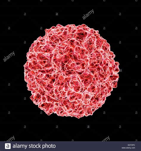 Human Rhinovirus High Resolution Stock Photography and Images - Alamy