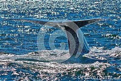 Blue Whale Breaching Royalty Free Stock Images - Image: 23203959