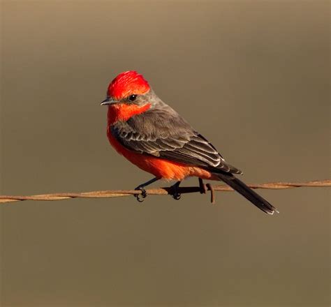 Vermilion Flycatcher | San Diego Bird Spot