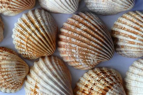 How to Clean Seashells the Right Way - Includes 2 methods | Feeling Nifty