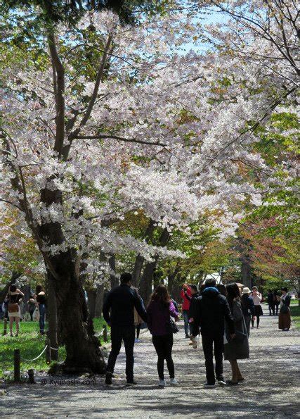 maruyama_park_sakura_spring_sapporo_japan | Kyuhoshi