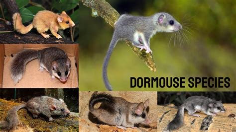 All Dormouse species / complete list of dormouse/ types of dormouse/ - YouTube