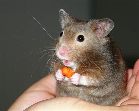 Hamster Food Eating - DesiComments.com