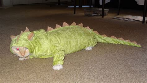 Cat in a Halloween costume.... Mr. Muffin is in his home made dragon costume. He is completely ...