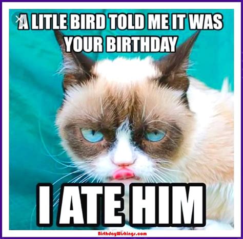 Funny Cat Birthday Quotes | The Cake Boutique