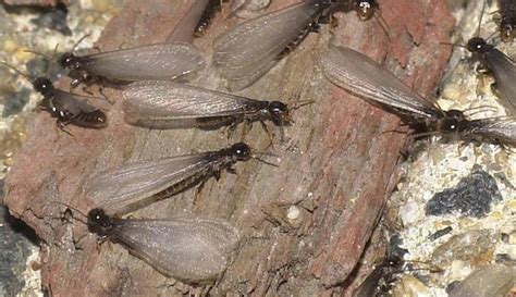 Formosan Termites Swarming in Louisiana | Arceneaux Termite Control