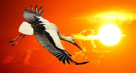 Stork Flying Sunset - Free photo on Pixabay - Pixabay