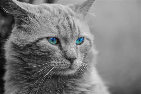 Fondos de Pantalla Foto en Escala de Grises de Gato Con Ojos Azules, Imágenes y Fotos Gratis