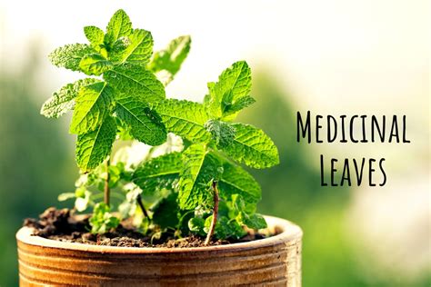 Herbal Leaves: Do Not Miss Out Any Of These Medicinal Leaves!