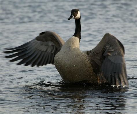 Geese Wallpapers | Fun Animals Wiki, Videos, Pictures, Stories