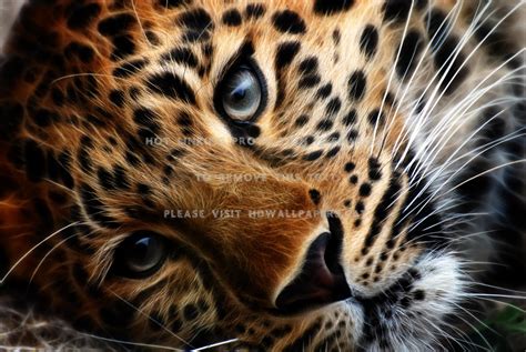 Leopard Eye Wallpapers - Top Free Leopard Eye Backgrounds - WallpaperAccess