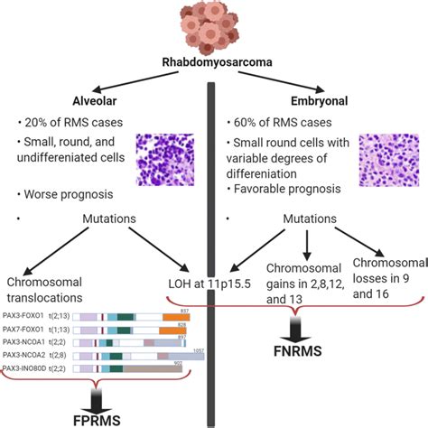 Rhabdomyosarcoma major histopathologic subtypes include embryonal... | Download Scientific Diagram