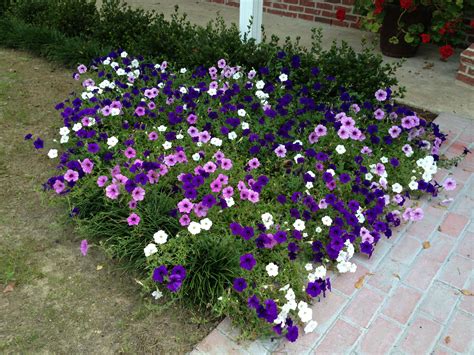 Petunia Garden Ideas - Image to u