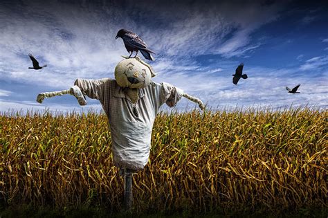 Scarecrow With Black Crows Over A Cornfield Photograph by Randall Nyhof