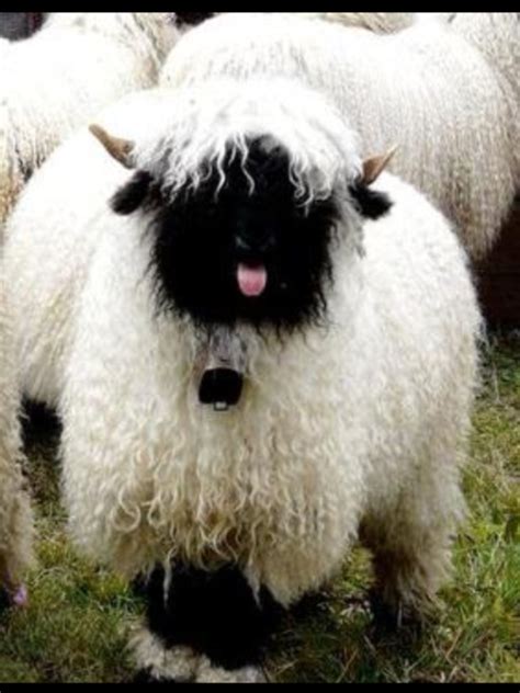 DropCatch.com | Cute sheep, Cute animals, Animals beautiful