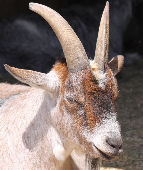 Domestic Goat {capra hirus} | Peninsula SPCA Zoo Newport New… | Flickr