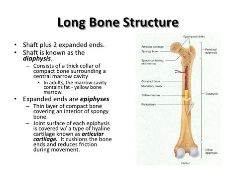 Long Bone Diagram Pearson : Osteology - kissthepain-jiayi