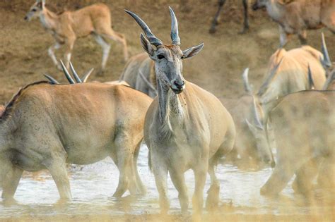 Wildlife safaris in Namibia | Expert Africa