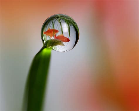 Amazing Water Drop In Photos | All Amazing