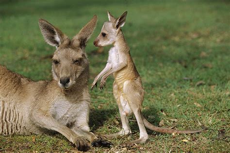 Eastern Grey Kangaroo And Joey Photograph by Cyril Ruoso