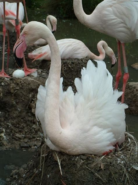 Greater Flamingo breeding at WWT Slimbridge, 2007 | Greater flamingo ...