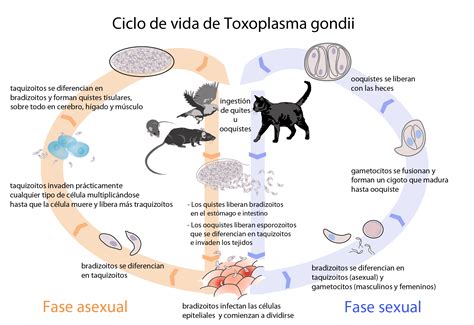 ¿Cómo es el ciclo de vida de Toxoplasma gondii? - Curiosoando