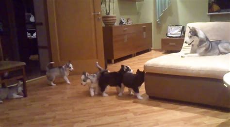 Just a Husky Playing with Her 7 Puppies » TwistedSifter